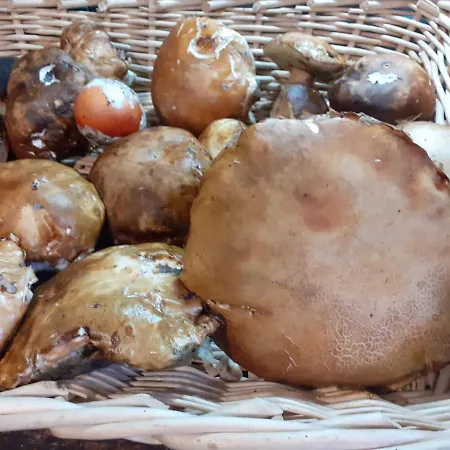 ファームステイ La Vecchia Quercia