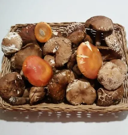 La Vecchia Quercia *