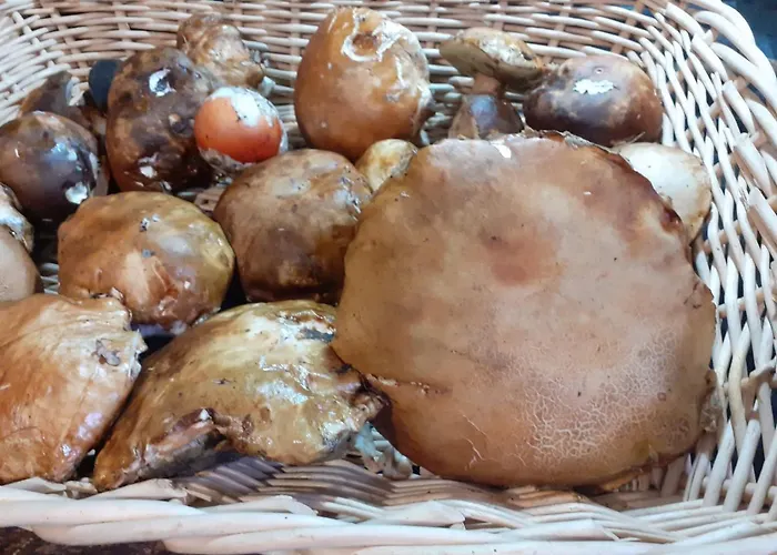 Lantgård La Vecchia Quercia