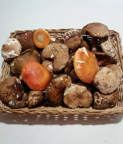 La Vecchia Quercia *